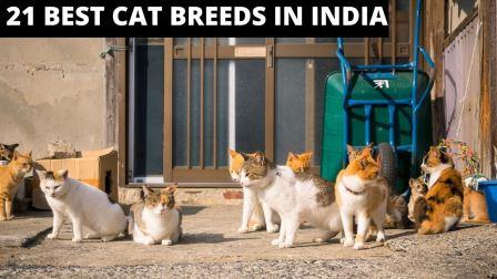 BEST CAT BREEDS IN INDIA