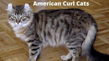 American Curl Cat