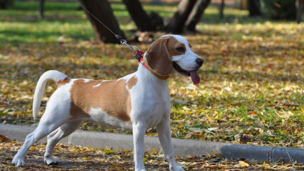 Dogs Price in India | Most Popular Dog Breeds with Price Beagle dog