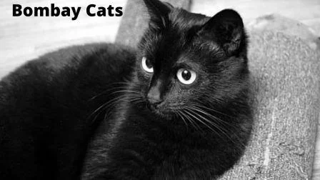 Cat Breeds in Hindi: बिल्लियों की कीमत देख लीजिये Bombay Cat