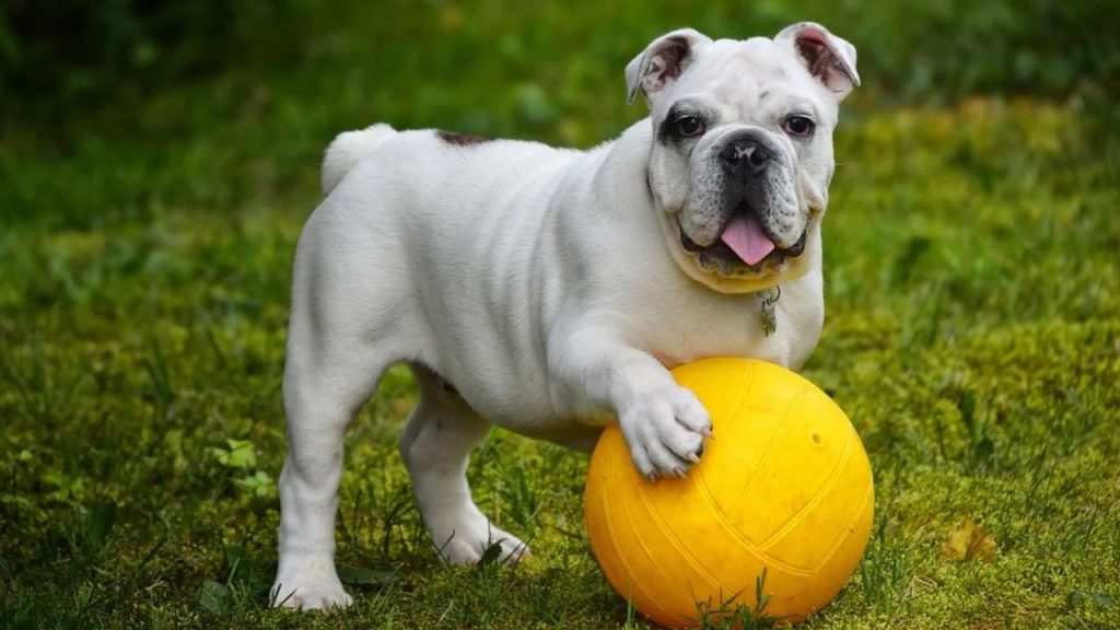Dogs Price in India | Most Popular Dog Breeds with Price Bulldogs