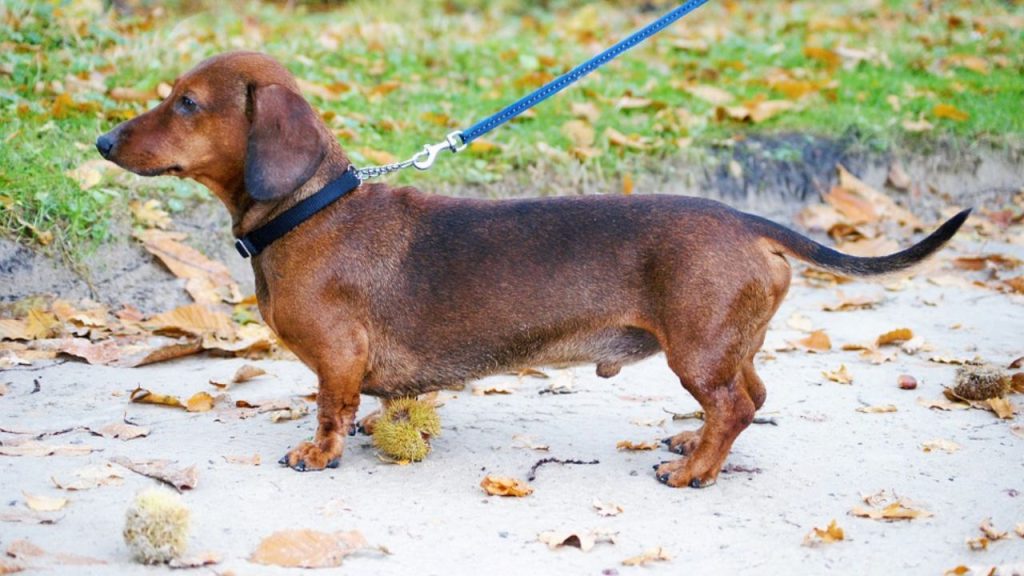 Dogs Price in India | Most Popular Dog Breeds with Price Dachshund Dogs