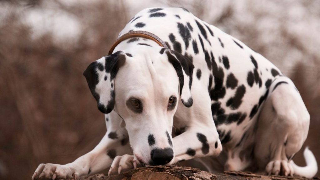 Dogs Price in India | Most Popular Dog Breeds with Price Dalmatian