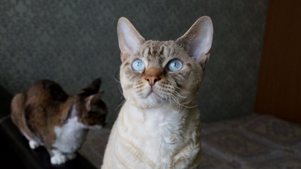 Cat Price in India | Best Cat Breeds in India with Price Devon Rex Cat