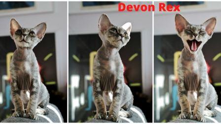 डेवोन रेक्स बिल्ली