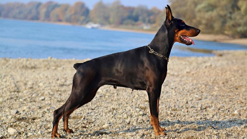 Dogs Price in India | Most Popular Dog Breeds with Price Doberman dog