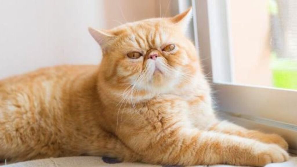 Cat Price in India | Best Cat Breeds in India with Price Exotic Shorthair cat