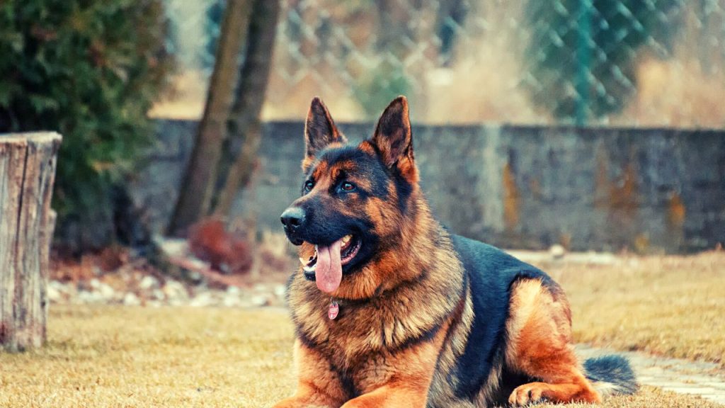 Dogs Price in India | Most Popular Dog Breeds with Price German Shepherds (alsatians)