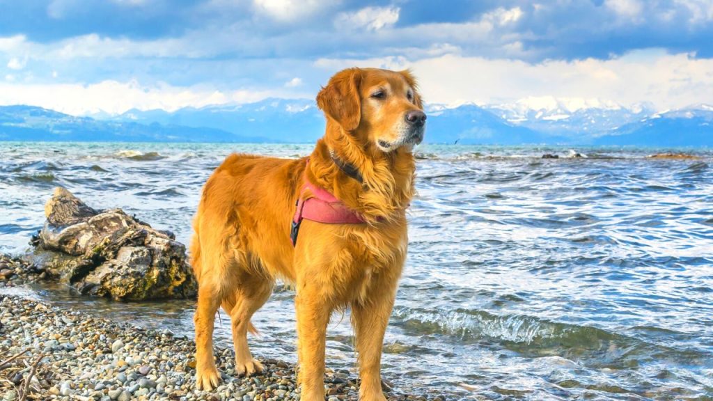 Dogs Price in India | Most Popular Dog Breeds with Price Golden Retriever