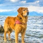 How to Take Care of Your Dog in Summer-From a Vet Golden Retriever