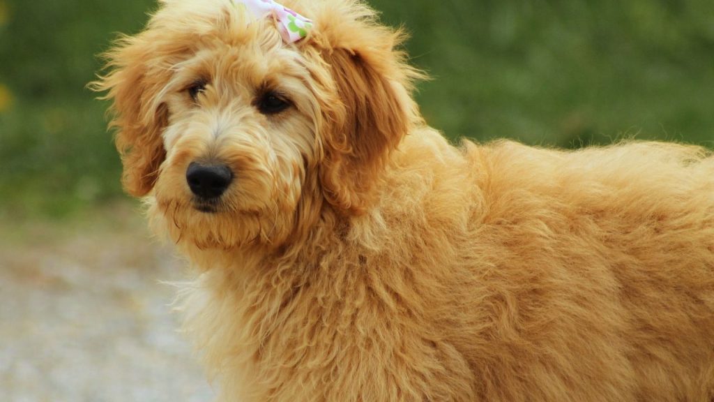 Dogs Price in India | Most Popular Dog Breeds with Price Goldendoodle