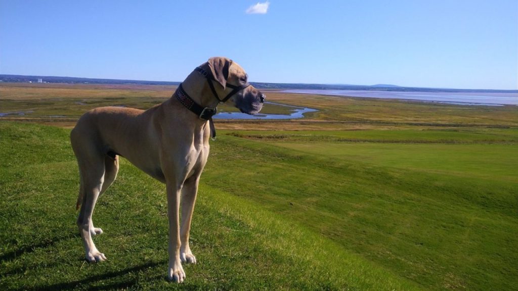 Dogs Price in India | Most Popular Dog Breeds with Price Great Dane