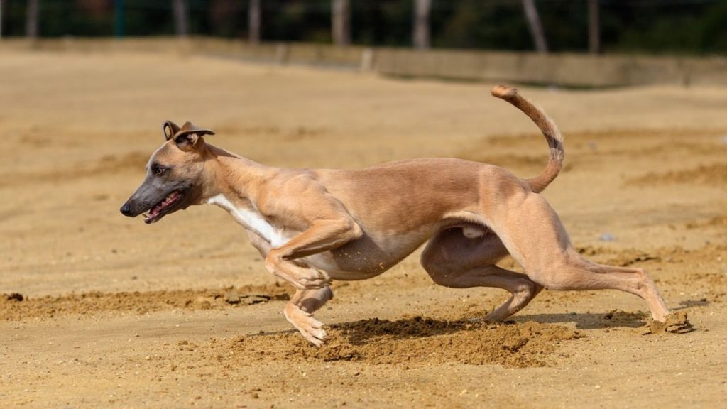 Dogs Price in India | Most Popular Dog Breeds with Price Greyhound