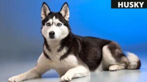 HUSKY