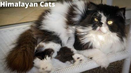 Himalayan Cat