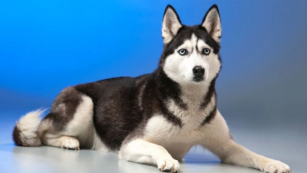 Dogs Price in India | Most Popular Dog Breeds with Price Husky dog