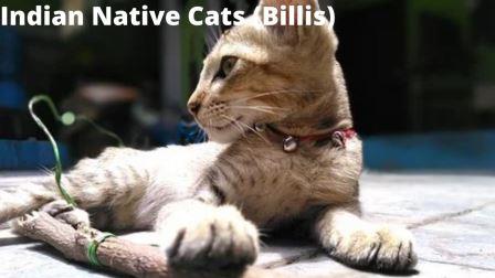 Indian Native Cats (Billis)