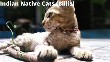 Cat Breeds in Hindi: बिल्लियों की कीमत देख लीजिये Indian Native Cats (Billis)