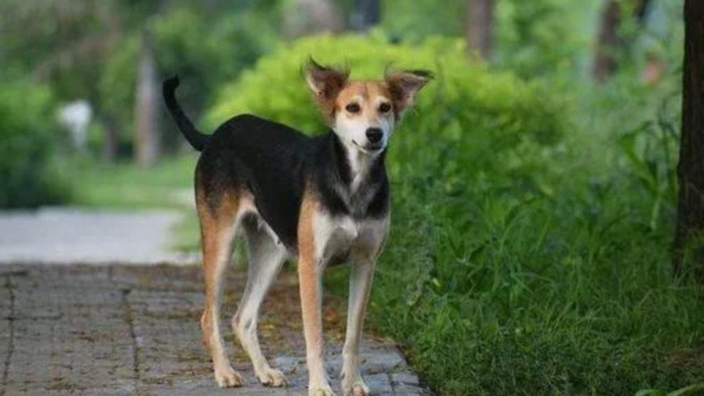 Dogs Price in India | Most Popular Dog Breeds with Price Indian Pariah Dog