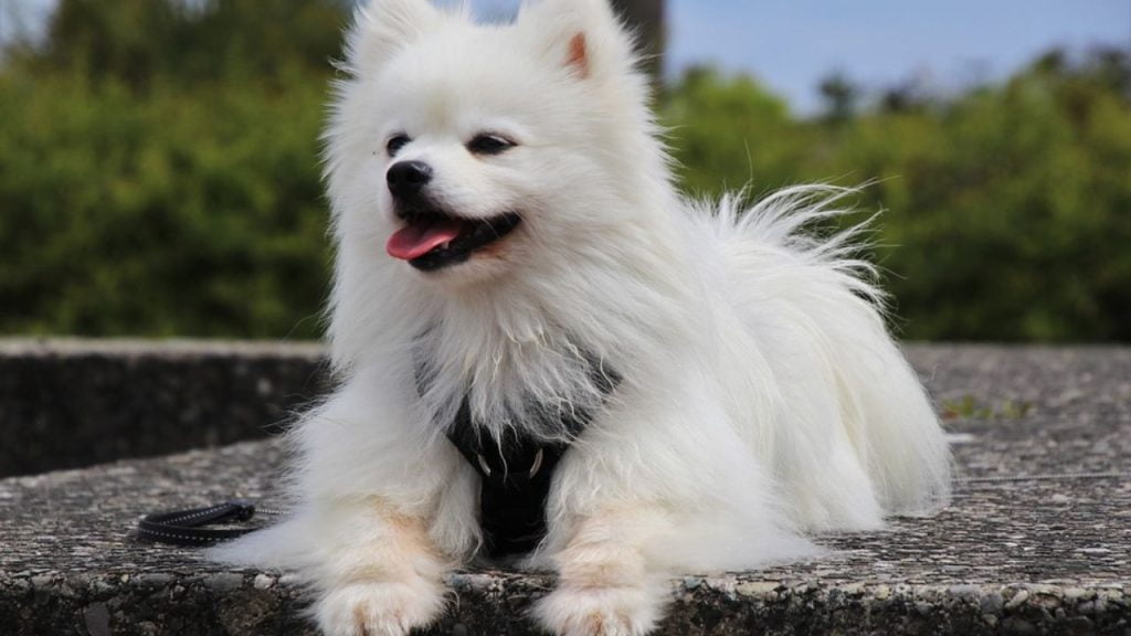 Dogs Price in India | Most Popular Dog Breeds with Price Indian Spitz