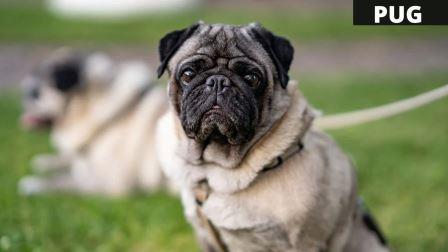 ভারতে 24টি সেরা কুকুরের জাত যার দাম 5 PUG