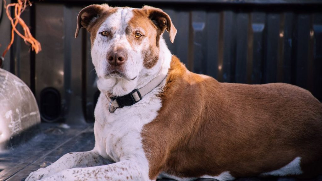 Dogs Price in India | Most Popular Dog Breeds with Price Pitbull