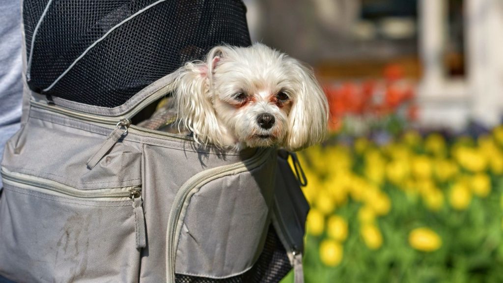 Dogs Price in India | Most Popular Dog Breeds with Price Pocket dogs or teacup dogs