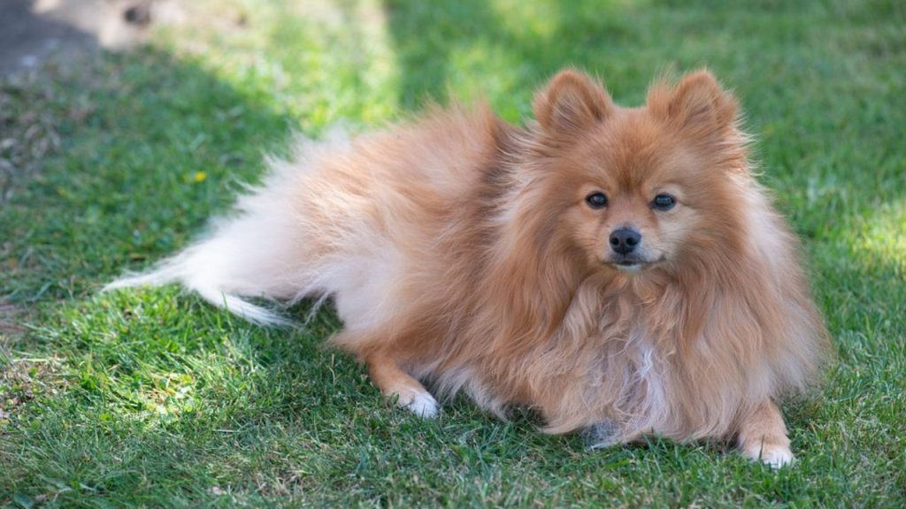 Pomeranian dog