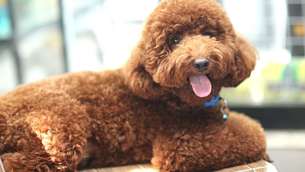 Dogs Price in India | Most Popular Dog Breeds with Price Poodle dog