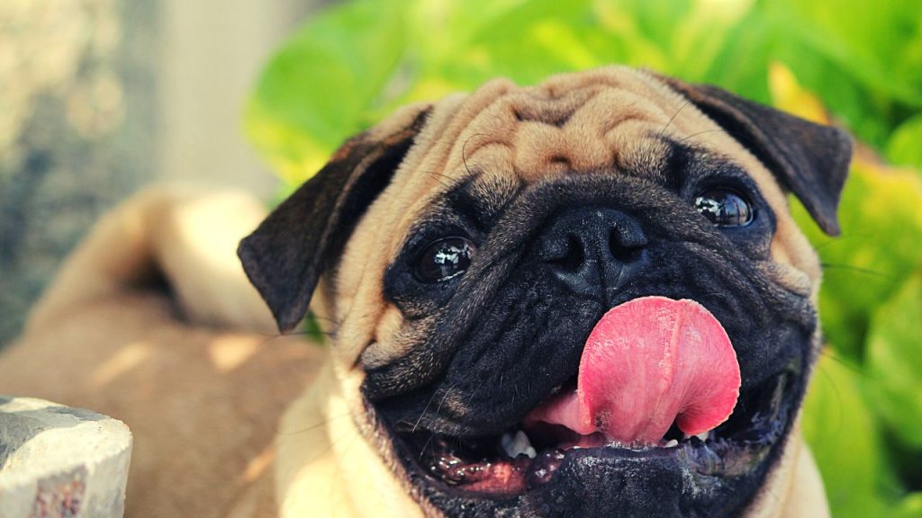 Dogs Price in India | Most Popular Dog Breeds with Price Pug