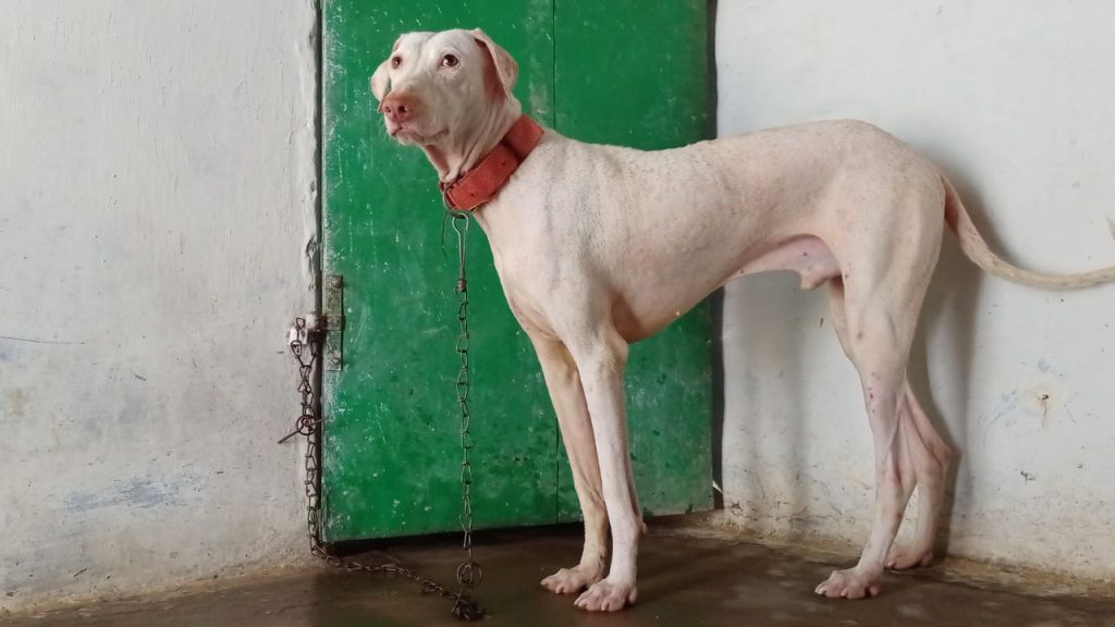 Dogs Price in India | Most Popular Dog Breeds with Price Rajapalayam dog