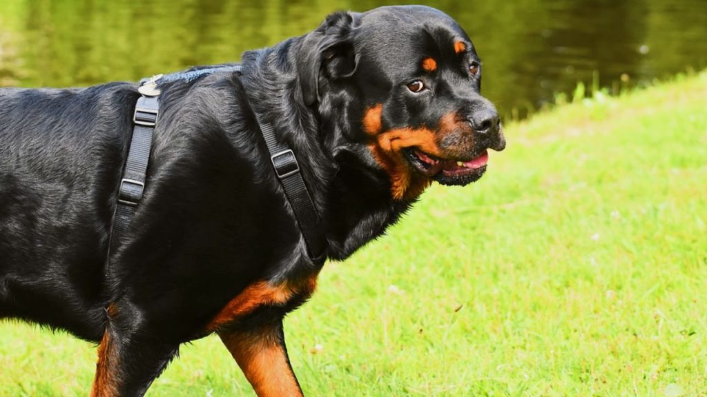 Dogs Price in India | Most Popular Dog Breeds with Price Rottweiler dog