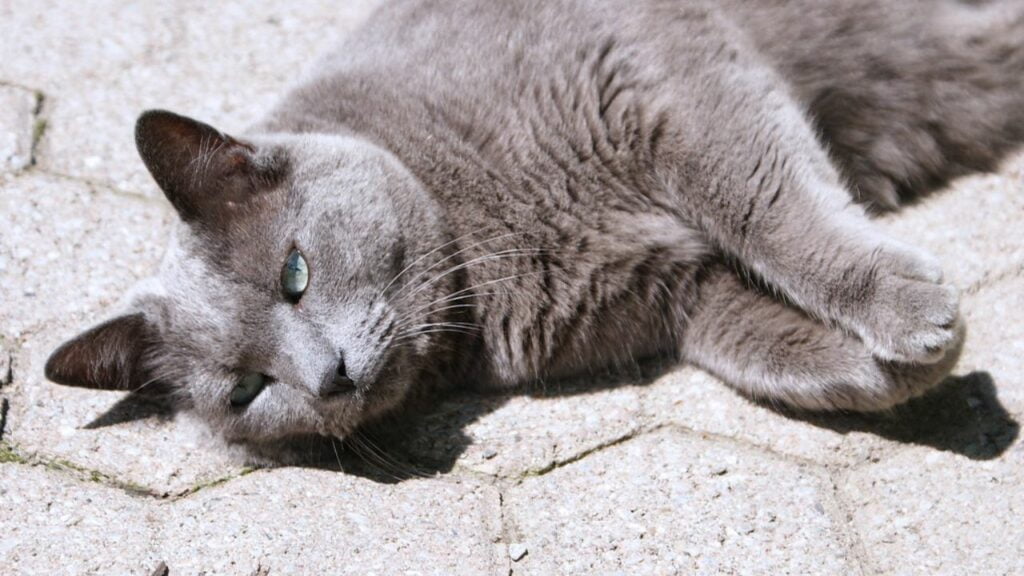 Cat Price in India | Best Cat Breeds in India with Price Russian Blue cats