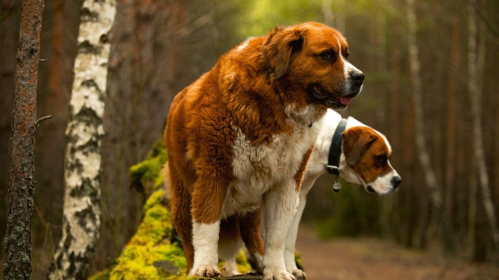 Dogs Price in India | Most Popular Dog Breeds with Price Saint Bernard Dog