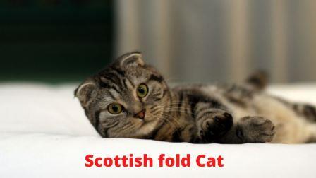 Scottish fold Cat