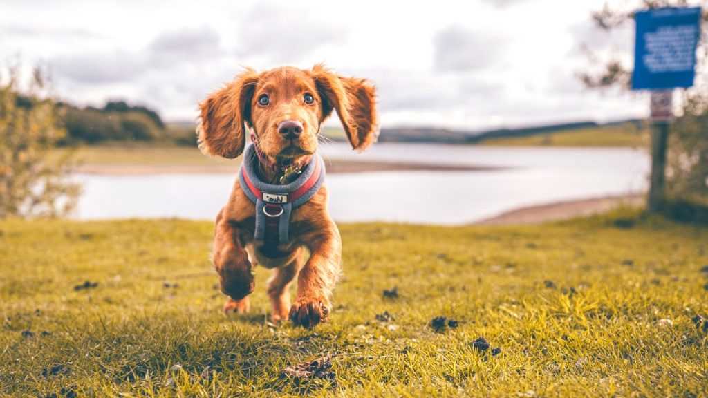 Dogs Price in India | Most Popular Dog Breeds with Price Spaniel