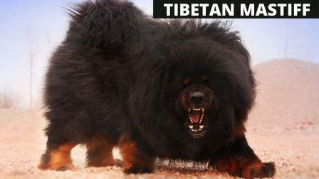 तिब्बत का बड़े आकार वाला कुत्ता