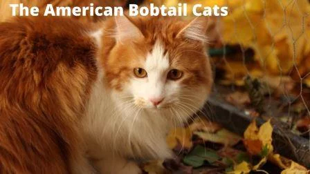 21+ कीमत के साथ भारत में सर्वश्रेष्ठ बिल्ली की नस्लें 8 अमेरिकी Bobtail Cat
