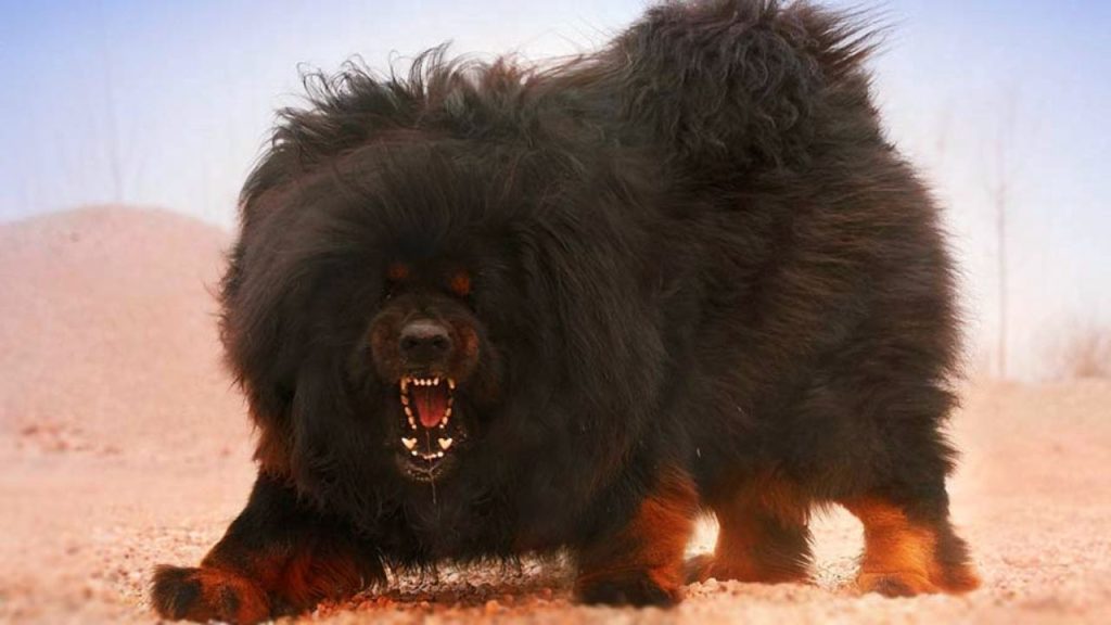 Dogs Price in India | Most Popular Dog Breeds with Price Tibetan Mastiff