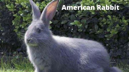 अमेरिकी खरगोश