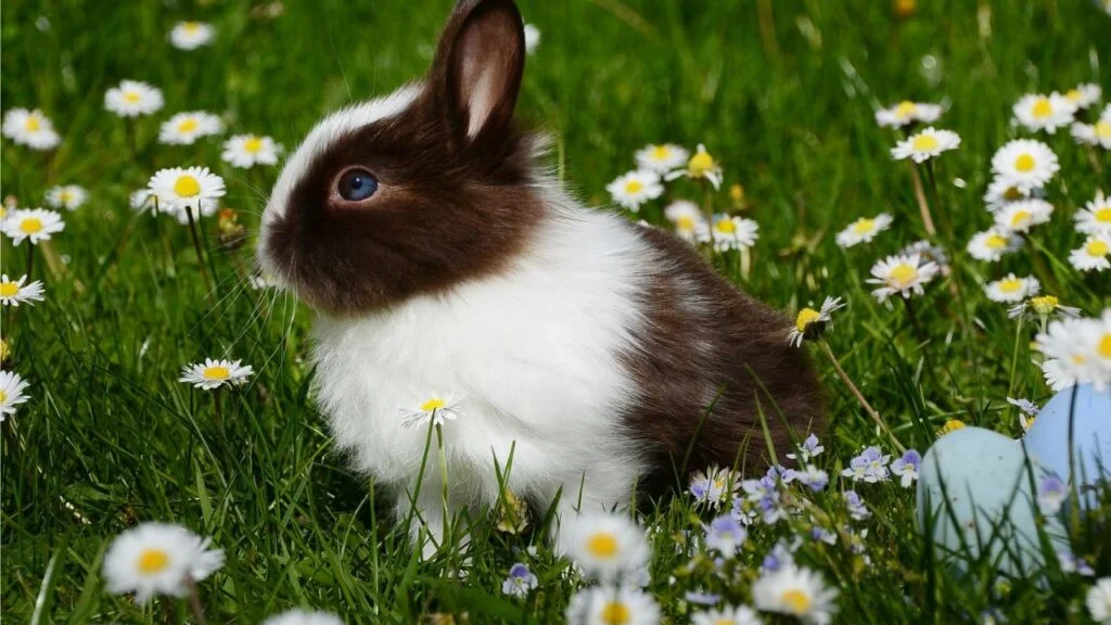 Best Rabbit Breeds in India as pets