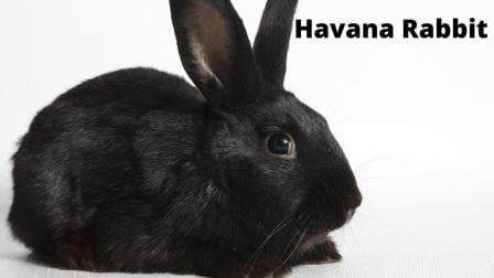 Havana Rabbit