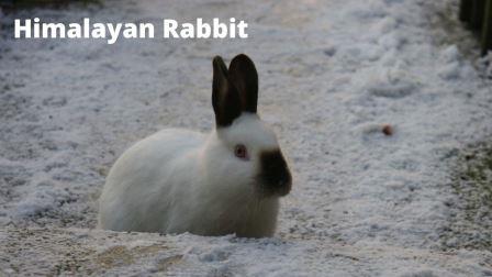 Himalayan Rabbit