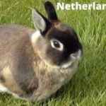 23 Best Rabbit Breeds in India with Price 26 Netherland Dwarf