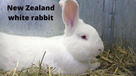 New Zealand white rabbit