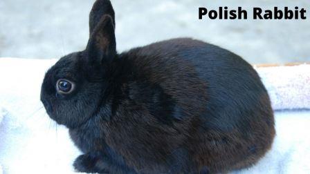 पोलिश खरगोश