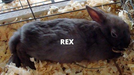 Rex rabbit