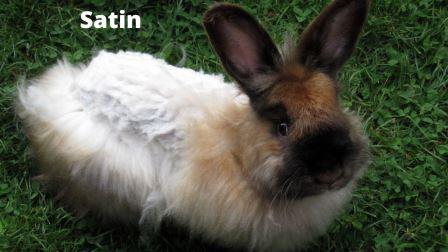 Satin rabbit