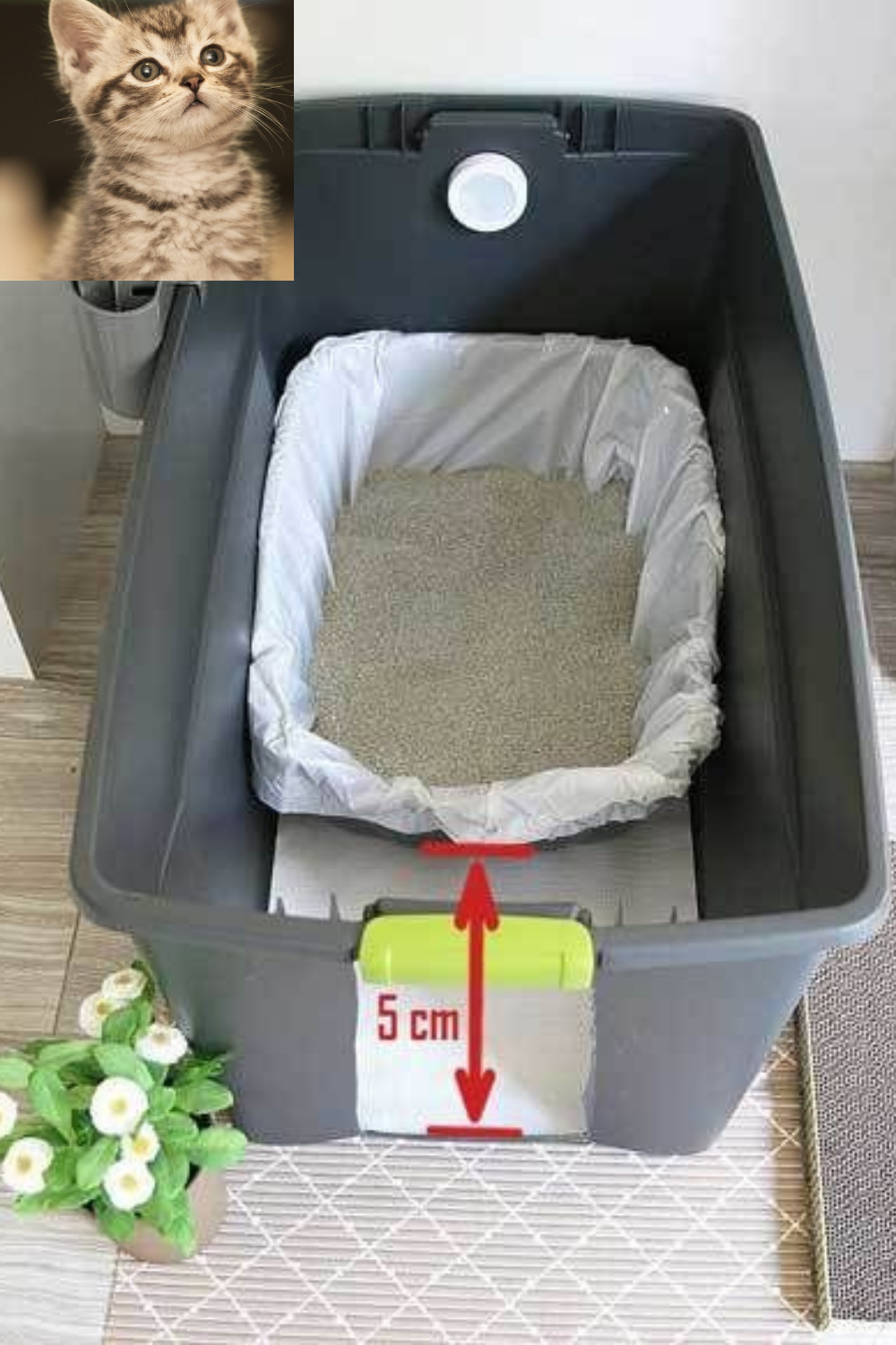 Best Cat Litter Sand Box in India Online Buying Guide (2021) PetFather