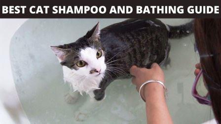 Shampoo for Cats